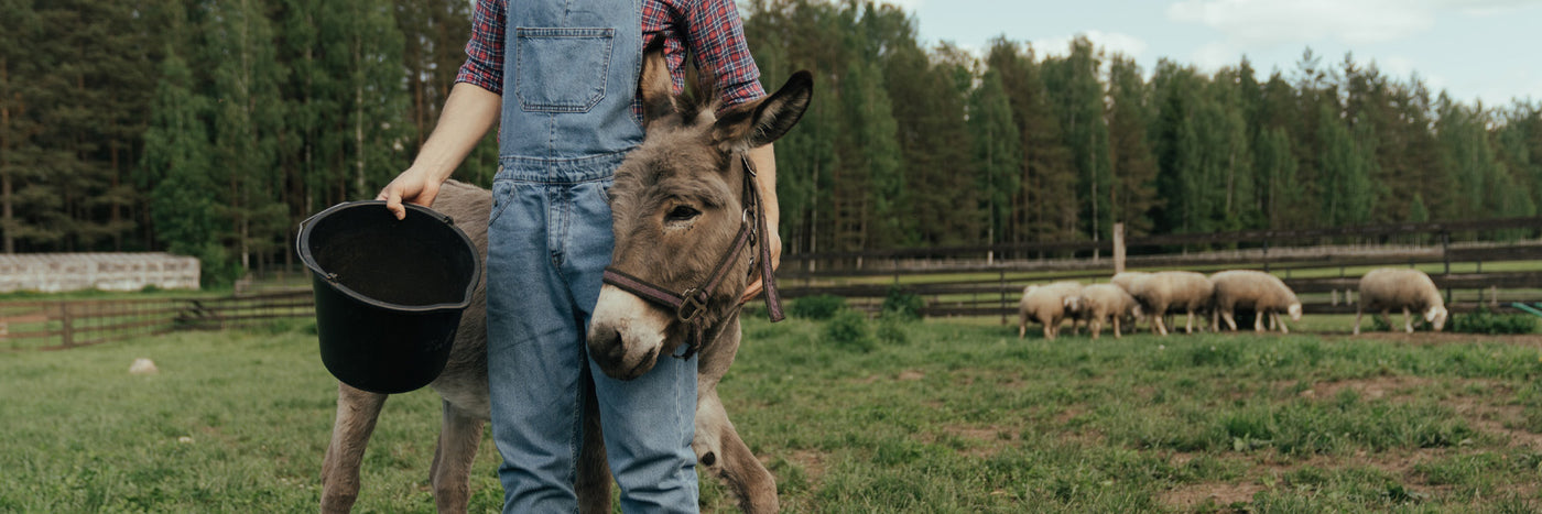 What do miniature donkeys eat? - HalterUp